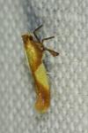 Caloptilia robustella