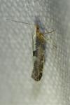 Argyresthia spinosella