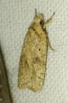 Agonopterix assimilella