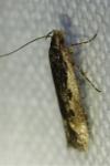 Cosmardia moritzella