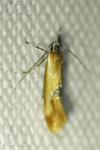 Batia lunaris