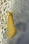 Crassa unitella