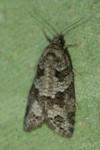 Cnephasia