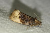 Hedya ochroleucana