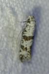 Scythropia crataegella