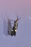 Esperia sulphurella