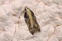Acleris cristana