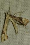 Platyptilia
