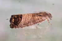 Cydia pomonella