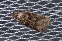 Cnephasia