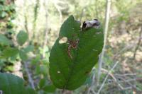Stigmella