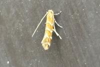 Cameraria ohridella