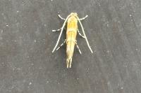 Cameraria ohridella