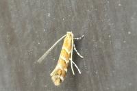Cameraria ohridella