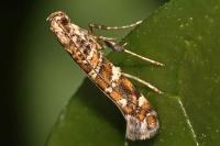 Gracillaria syringella