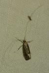 Nematopogon robertella