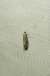 Nematopogon robertella