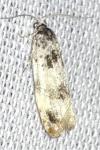 Eucosma