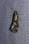 Denisia stipella
