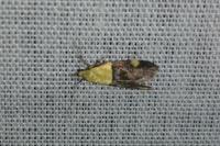 Oecophora bractella