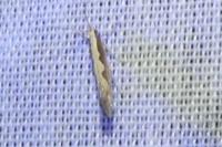 Plutella xylostella