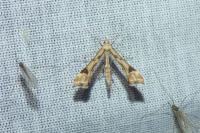 Platyptilia