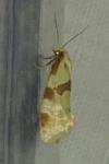 Aethes cnicana/rubigana