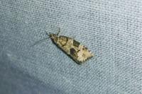 Dichelia histrionana