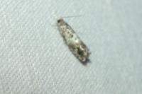 Epinotia subocellana