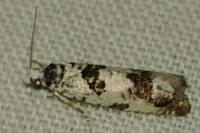 Eucosma campoliliana