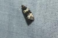 Argyroploce bipunctana