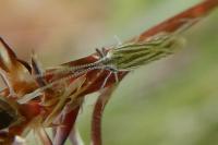 Coleophora