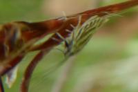 Coleophora