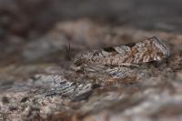Eriopsela quadrana