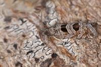 Eriopsela quadrana