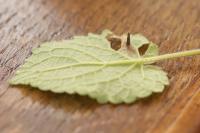 Coleophora ochripennella