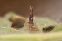 Coleophora ochripennella