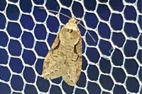 Semioscopis steinkellneriana