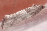 Phaneta pauperana