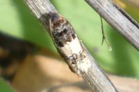 Epinotia thapsiana