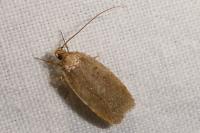 Agonopterix heracliana