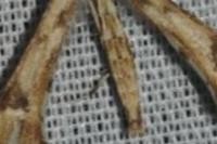 Platyptilia