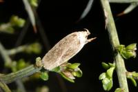 Agonopterix scopariella