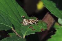 Celypha lacunana