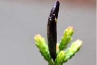 Coleophora pyrrhulipennella