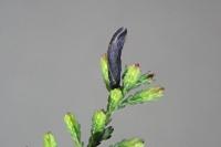 Coleophora pyrrhulipennella