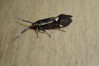 Esperia sulphurella