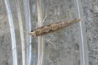 Plutella xylostella