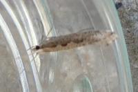 Plutella xylostella
