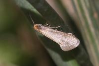 Nematopogon